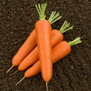 Олимпо F1 - морковь, 100 000 семян, Nickerson Zwaan  фото, цена